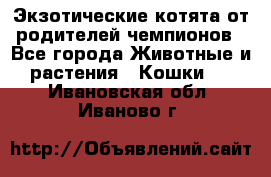  Экзотические котята от родителей чемпионов - Все города Животные и растения » Кошки   . Ивановская обл.,Иваново г.